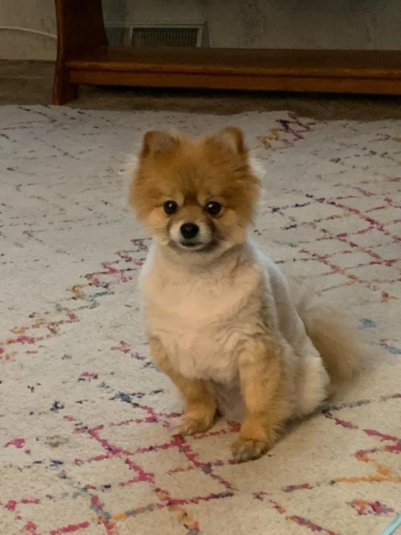 An adult medium-sized female Pomeranian dog named Roxy for adoption in Ashville, OH