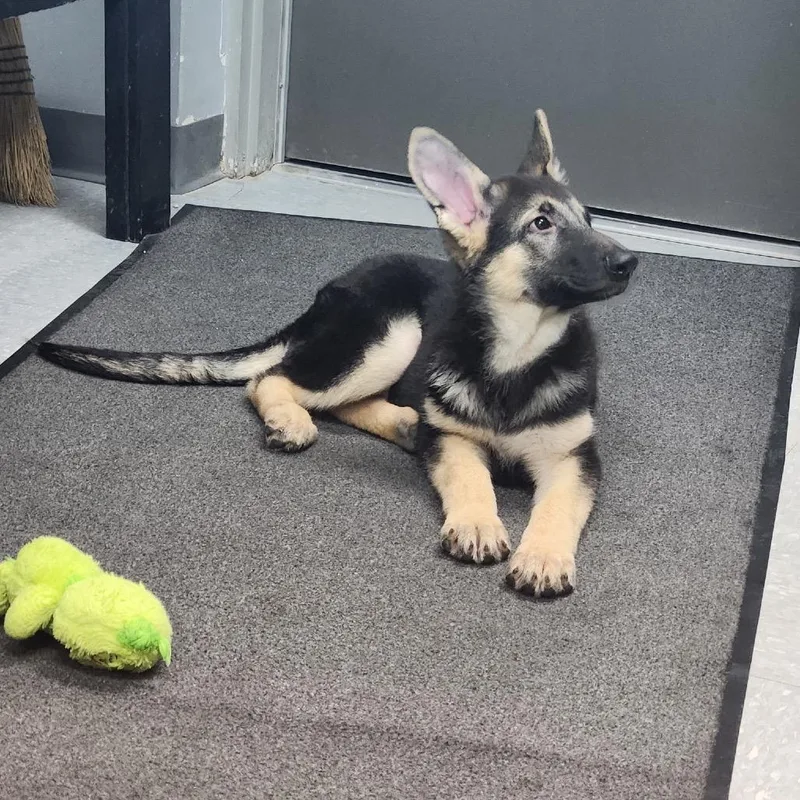 A baby small-sized female Black German Shepherd Dog dog named Sophie C for adoption in Van Horne, IA