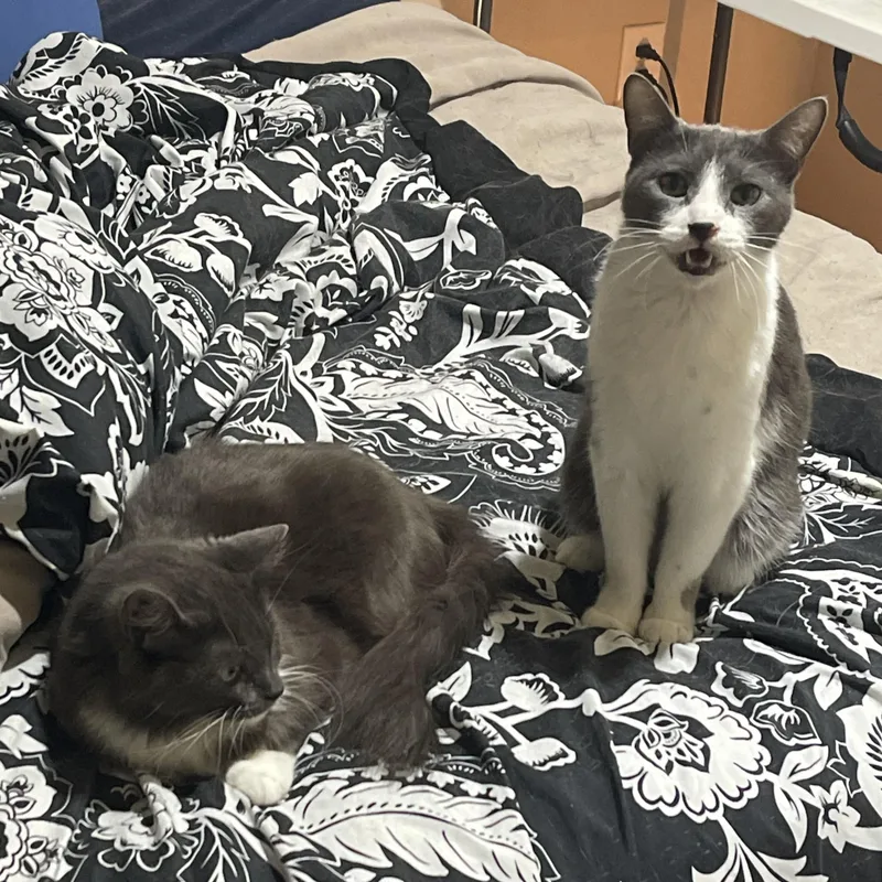 Jelly Bean & Dio