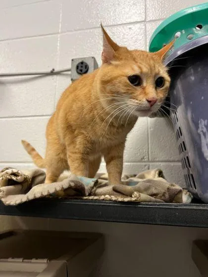 A senior small-sized female Domestic Short Hair cat named Puff Pastry for adoption in Spruce Pine, NC
