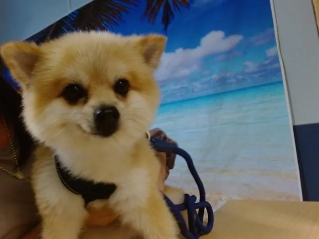 A young small-sized male Shiba Inu dog named Lucca for adoption in Miami, FL