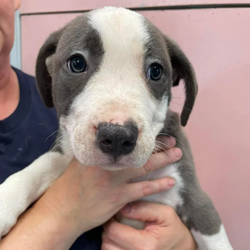 A baby large-sized male Gray / Blue / Silver Mixed Breed dog named Larkspur for adoption in Huntsville, AR