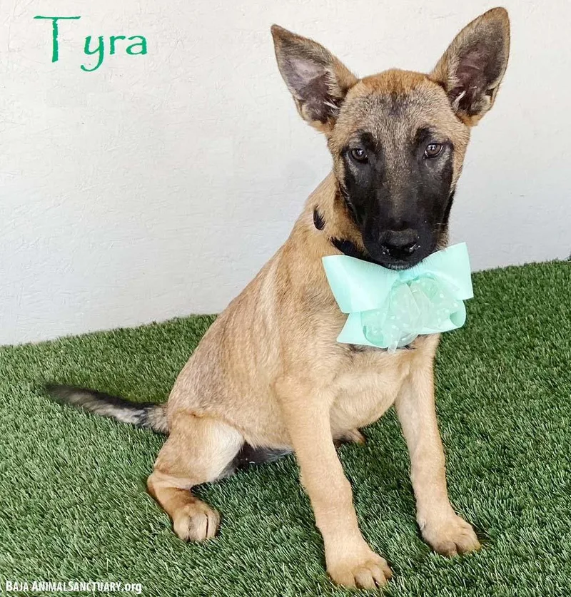 A baby large-sized female Yellow / Tan / Blond / Fawn German Shepherd Dog dog named Tyra for adoption in San Diego, CA