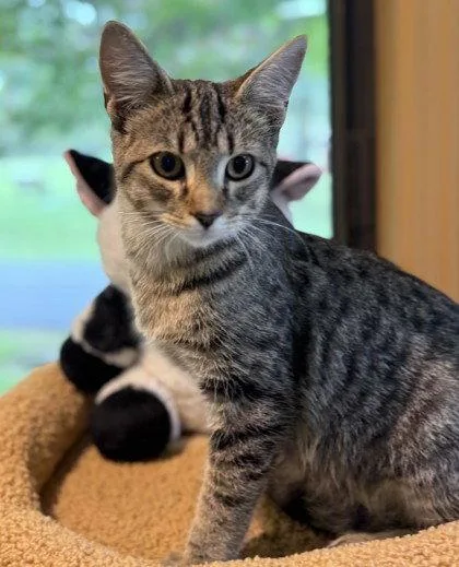A young small-sized male Domestic Short Hair cat named Steel for adoption in Midland, VA