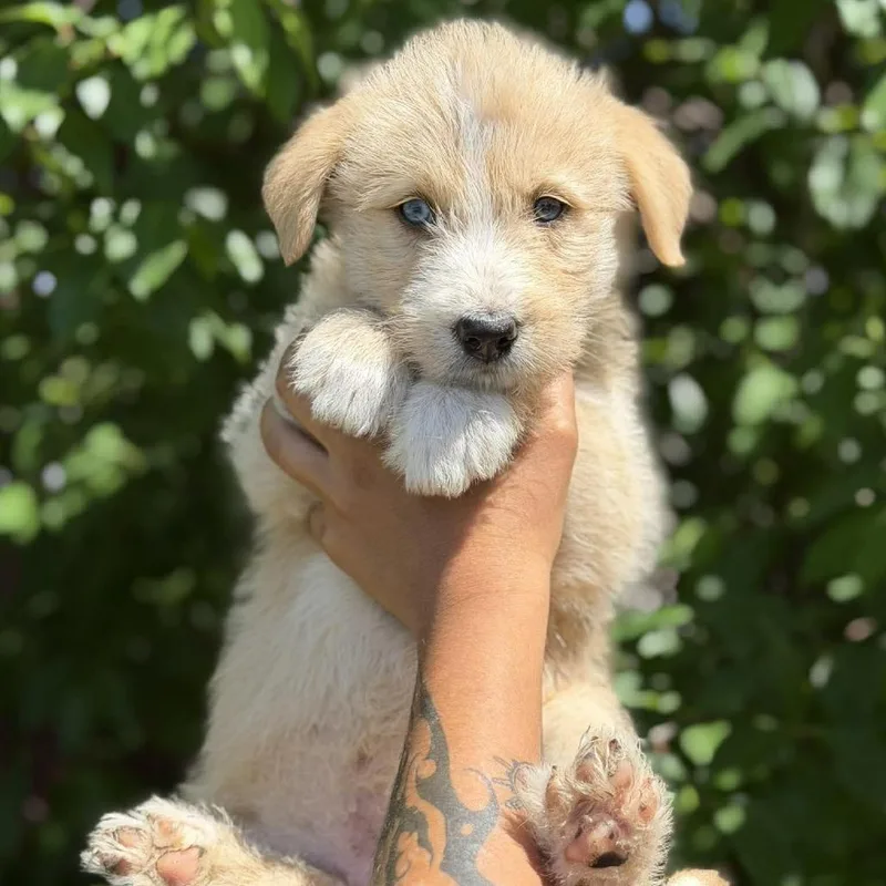 A baby small-sized female Apricot / Beige Mixed Breed dog named Koi for adoption in Buffalo, MN