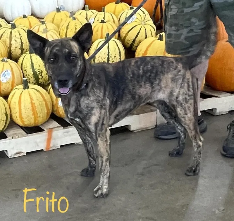 Frito