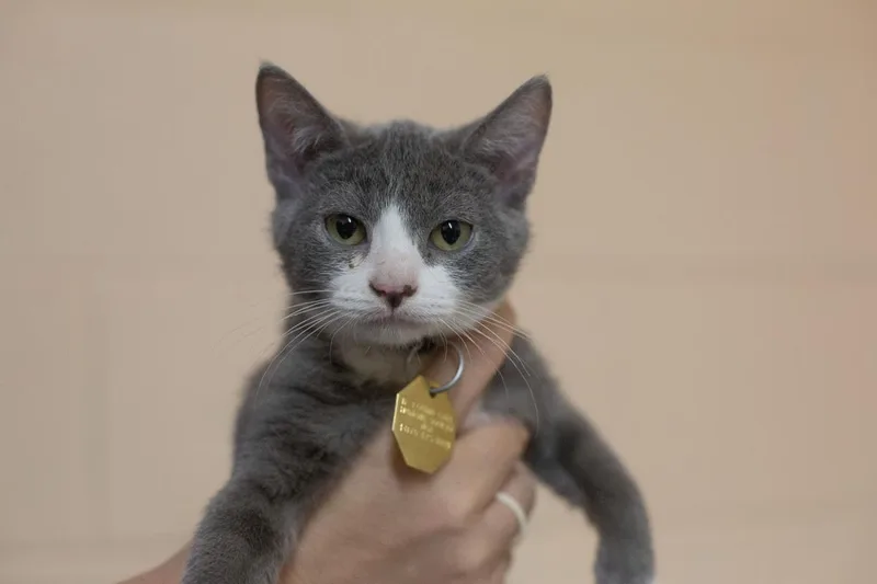 A baby small-sized female Domestic Short Hair cat named Aspen for adoption in Mountain Home, AR