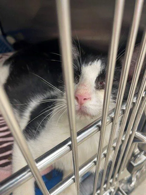 A baby small-sized male White Domestic Short Hair cat named Wonky Willie for adoption in Jackson, LA
