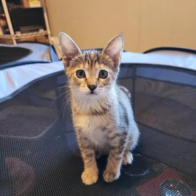 A baby small-sized female Brown / Chocolate Domestic Short Hair cat named Foxy for adoption in South Elgin, IL
