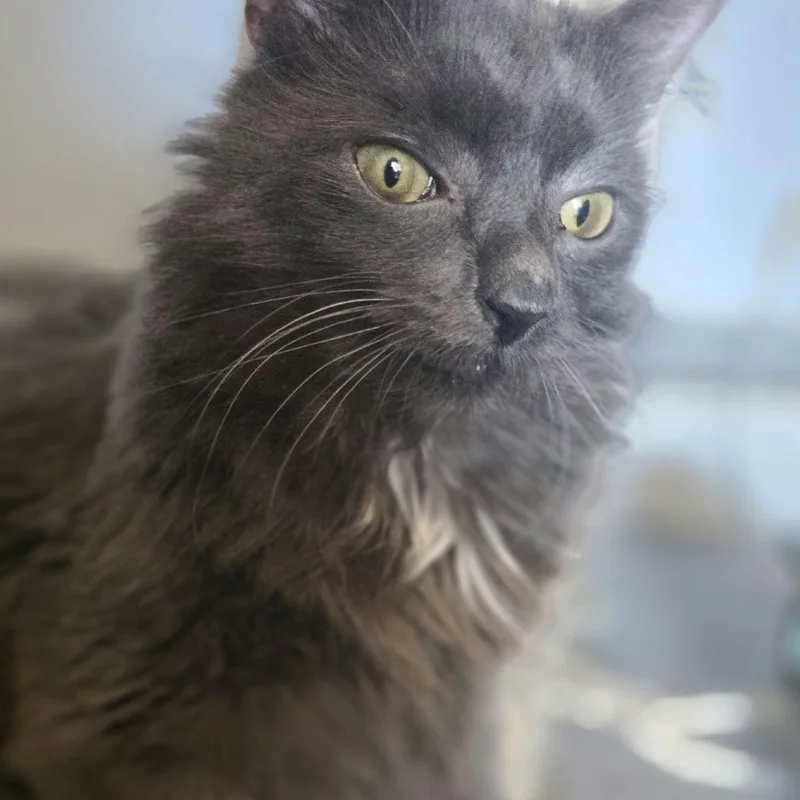 An adult small-sized male Gray / Blue / Silver Domestic Medium Hair cat named Arendel for adoption in Piscataway, NJ