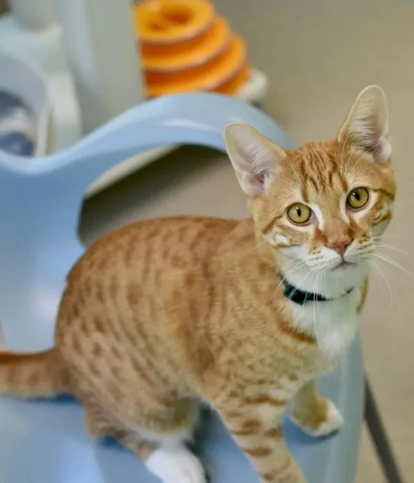 A young medium-sized male Domestic Short Hair cat named Curry for adoption in Marietta, GA