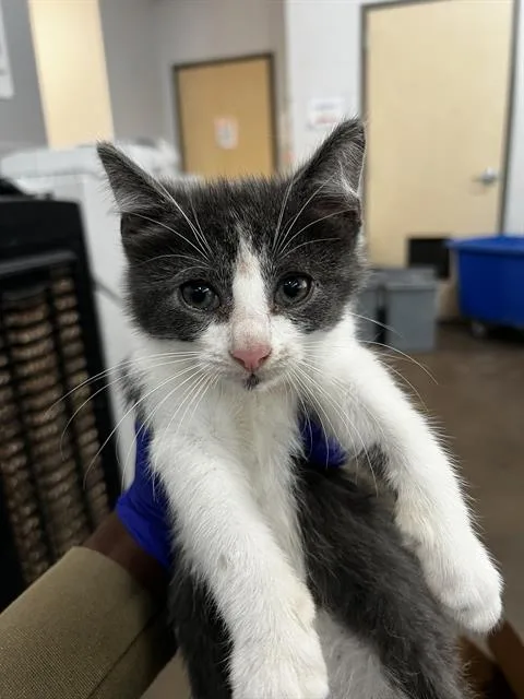 A baby medium-sized male Domestic Medium Hair cat named Scallop for adoption in Dallas, TX