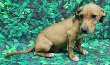 A baby medium-sized male Terrier dog named Tony for adoption in Elmira, NY