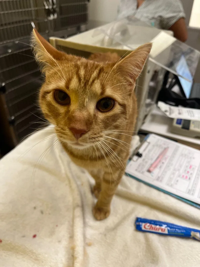 A young small-sized female Tabby (Orange / Red) Domestic Short Hair cat named Sabara for adoption in Raleigh, NC