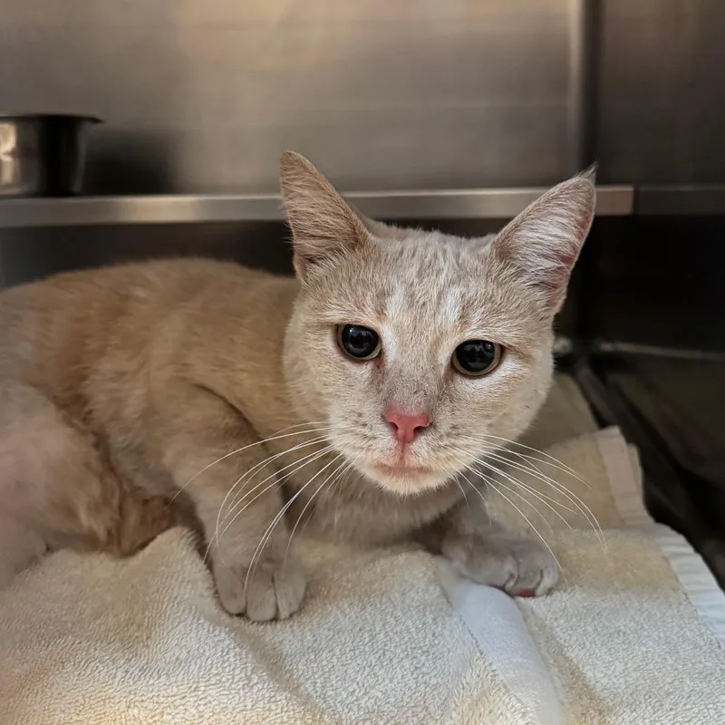 An adult medium-sized female Buff / Tan / Fawn Domestic Short Hair cat named Beaver for adoption in Bristol, IN