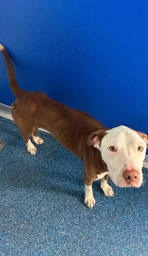 An adult medium-sized male Pit Bull Terrier dog named Peanut for adoption in Tarboro, NC