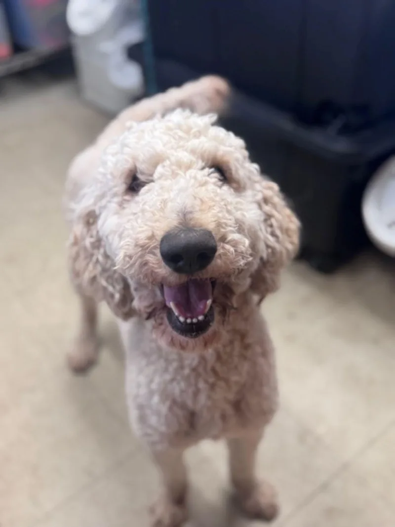 A young medium-sized male Goldendoodle dog named Goose for adoption in East Hartford, CT