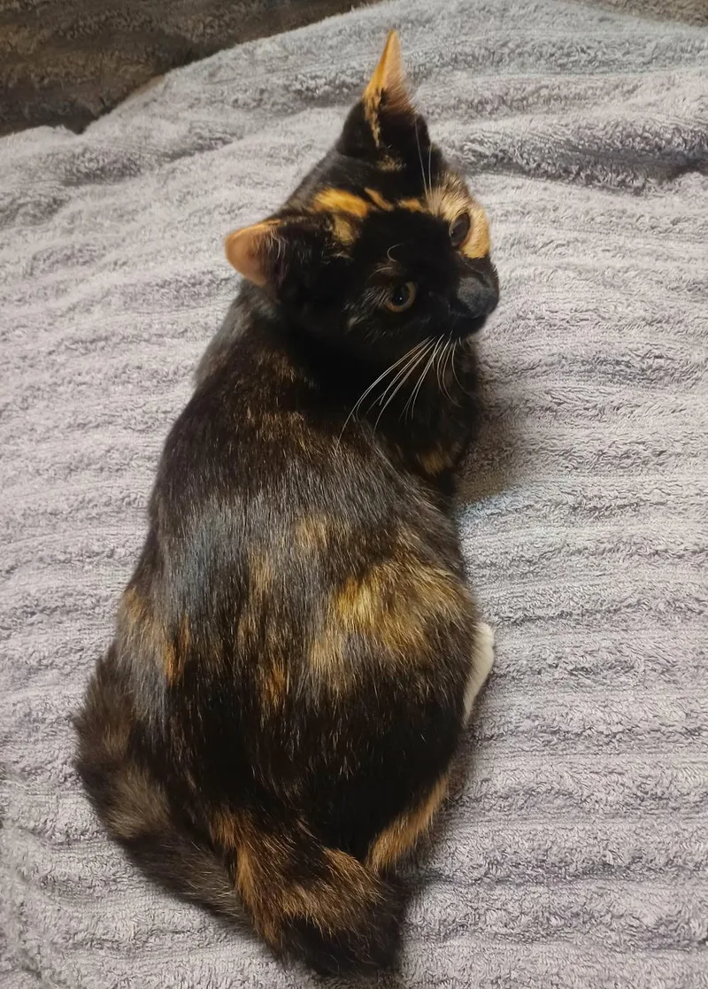 Stella