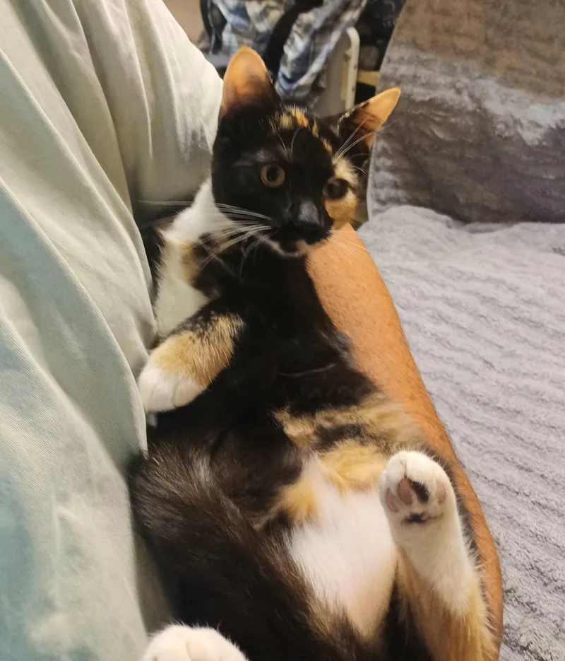 Stella thumbnail 2