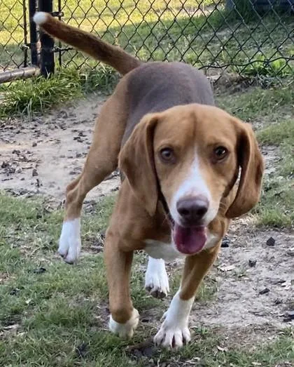 An adult medium-sized male Beagle dog named Mantis for adoption in Conway, SC