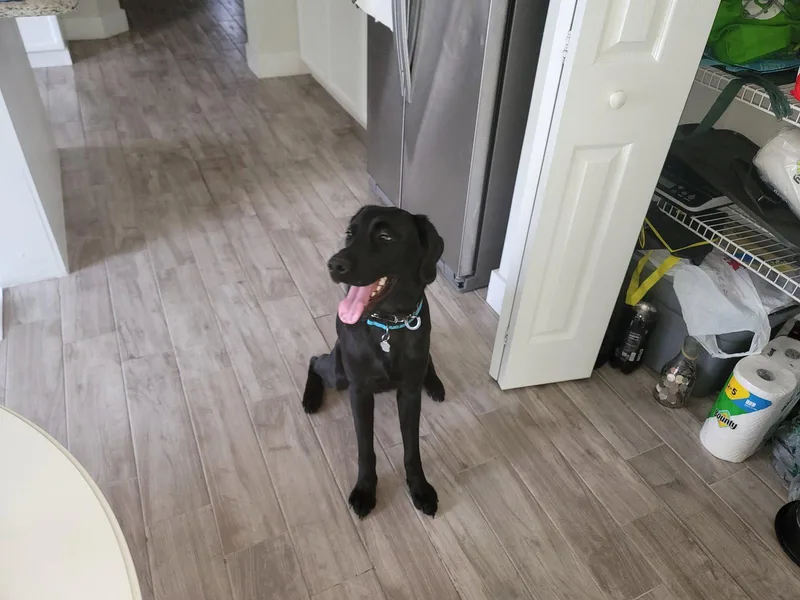 A young medium-sized male Labrador Retriever dog named Psalm for adoption in Orlando, FL