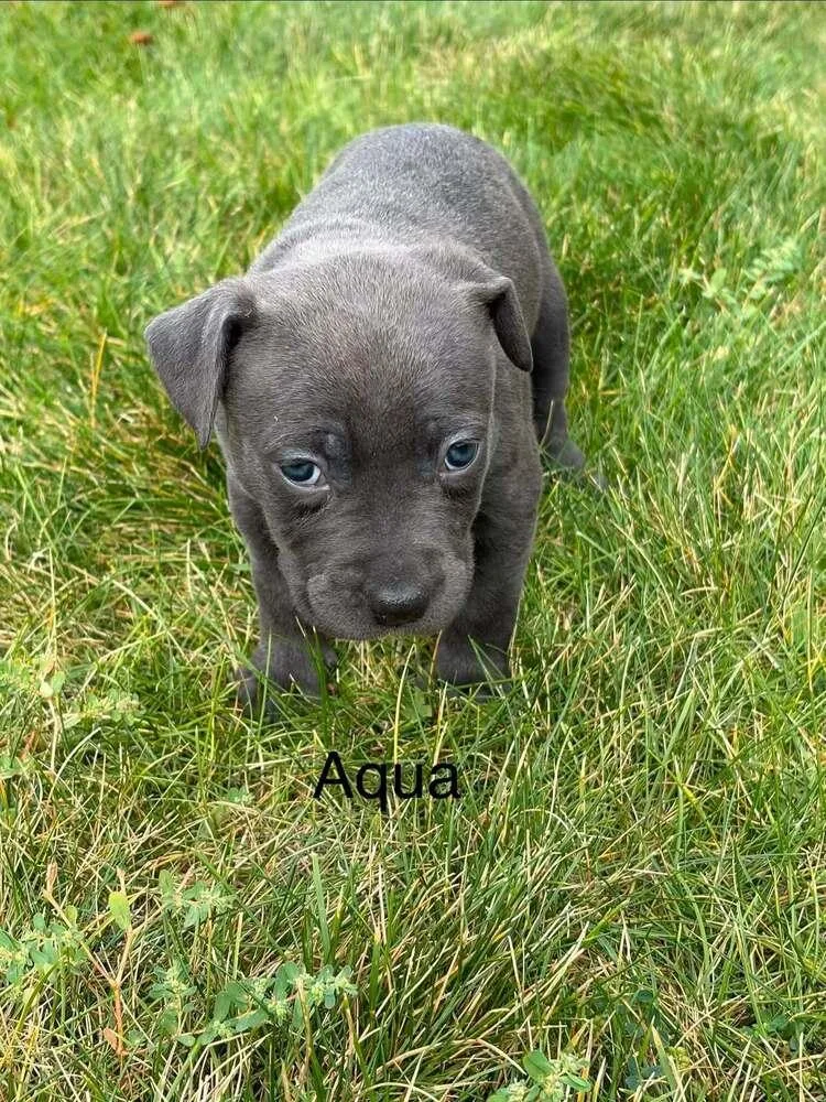 A baby medium-sized female Pit Bull Terrier dog named Aqua for adoption in Denver, CO