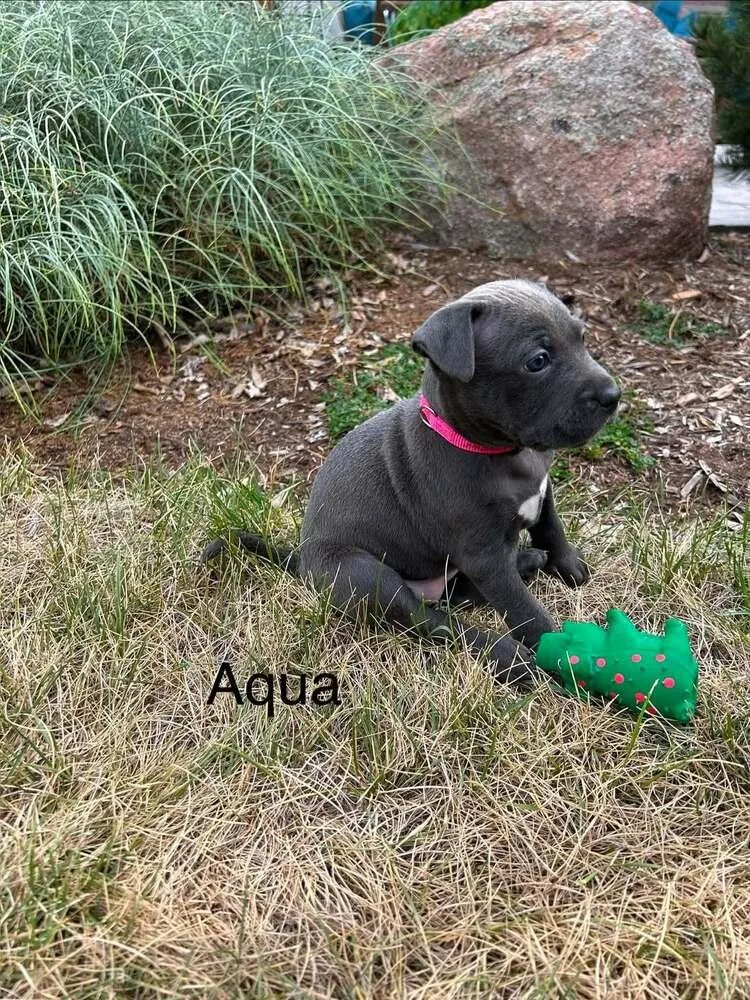 Aqua thumbnail 2