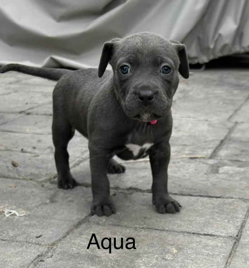 Aqua thumbnail 3