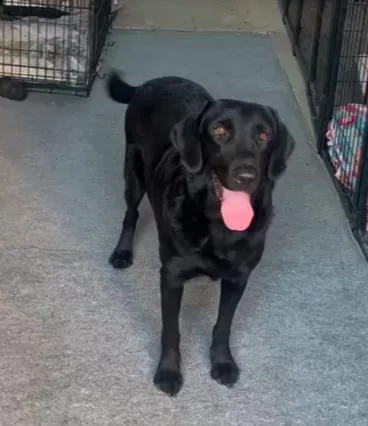 A young large-sized male Black Labrador Retriever dog named Juda for adoption in San Diego, CA