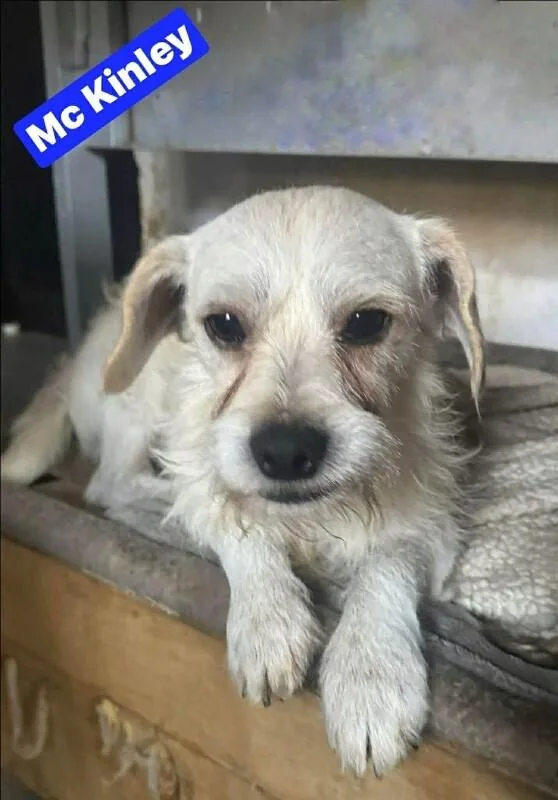 Mckinley thumbnail 2