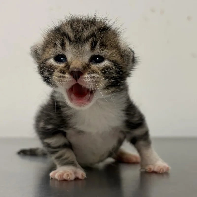 A baby small-sized male Brown / Chocolate Domestic Short Hair cat named Zeppelin Z for adoption in Edinburg, TX