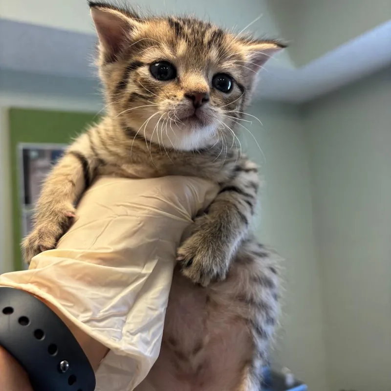 A baby small-sized male Brown / Chocolate Domestic Short Hair cat named Joe for adoption in Jasper, IN