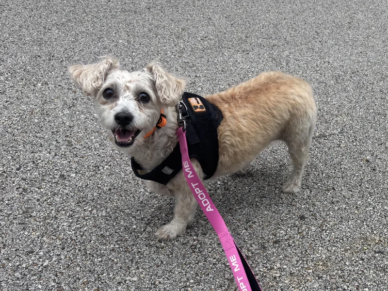 An adult small-sized female Maltese dog named Maya for adoption in Spring, TX