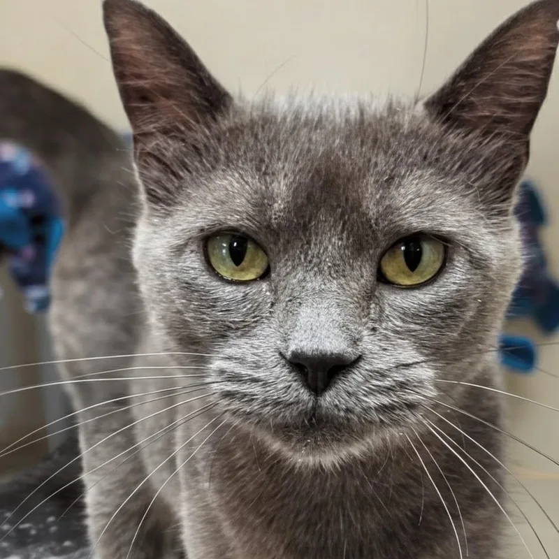 An adult medium-sized female Gray / Blue / Silver Domestic Short Hair cat named Gigi for adoption in West Jefferson, OH