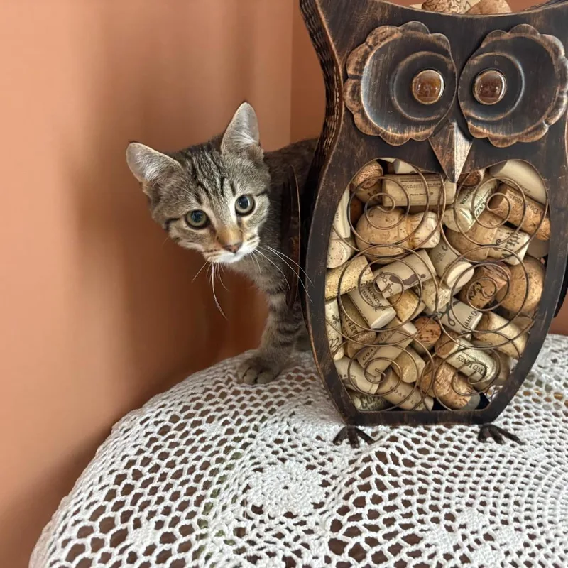 A baby small-sized female Brown / Chocolate Domestic Short Hair cat named Alana for adoption in Philadelphia, PA