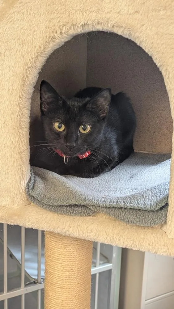 A baby small-sized female Black Domestic Short Hair cat named Shawarma for adoption in Papillion, NE