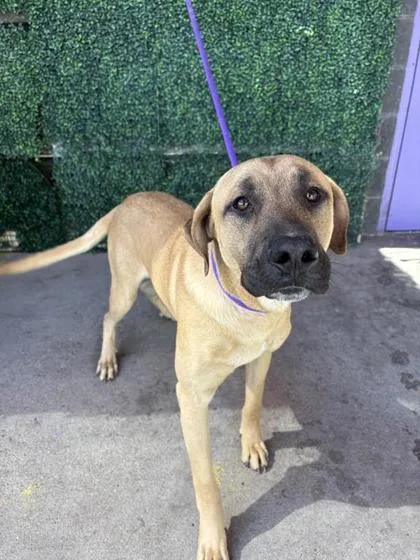 An adult large-sized male Brown / Chocolate Mixed Breed dog named 61120805 for adoption in El Paso, TX