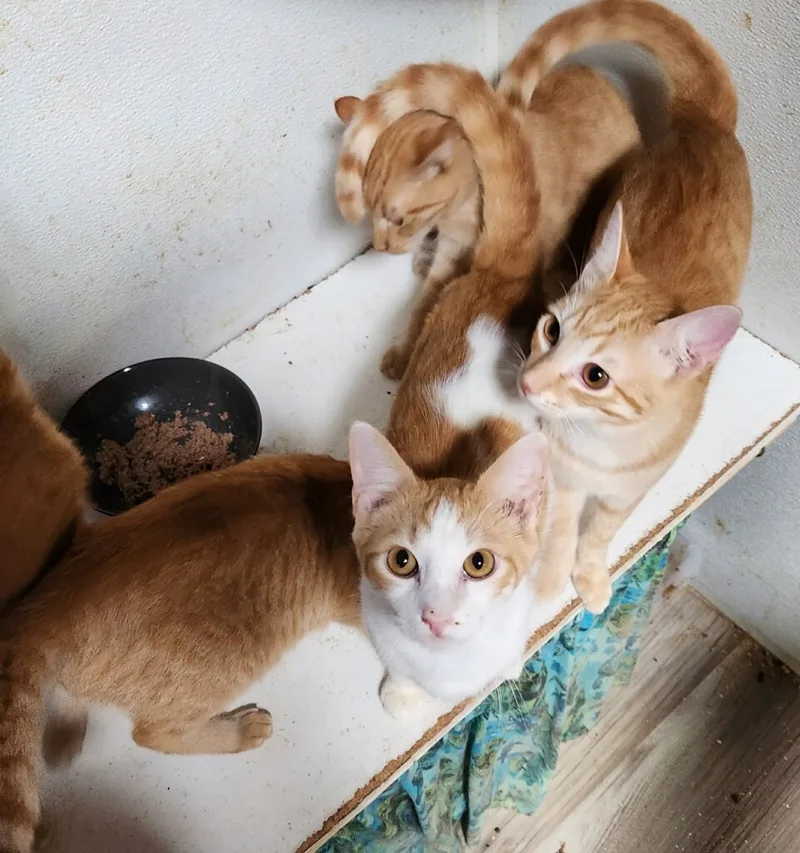 Orange Madley thumbnail 2