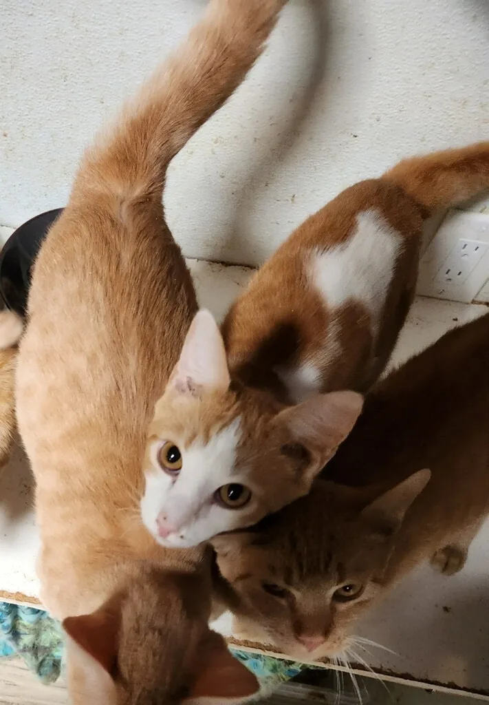 Orange Madley thumbnail 3