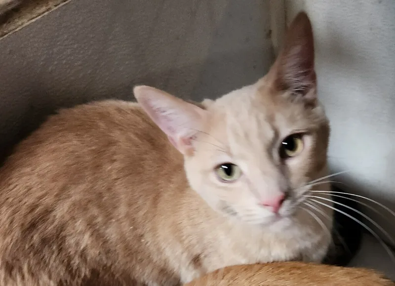 Orange Madley thumbnail 5