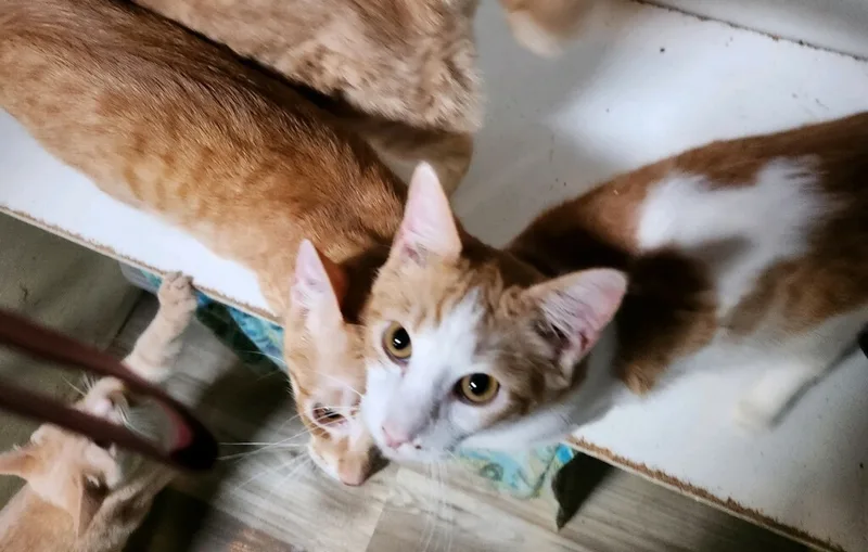 Orange Madley thumbnail 6