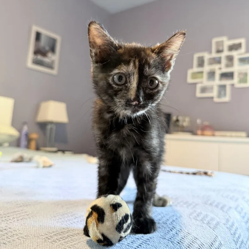 A baby small-sized female Tortoiseshell American Shorthair cat named Sally for adoption in Brooklyn, NY