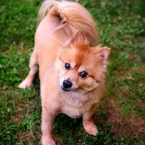 A senior medium-sized male Yellow / Tan / Blond / Fawn Pomeranian dog named Bentley for adoption in Brockton, MA