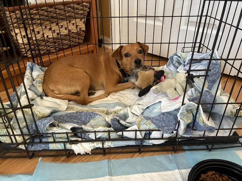 A young small-sized female Terrier dog named Sage for adoption in New Braunfels, TX