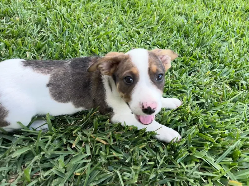 A young medium-sized male Tricolor (Brown, Black, & White) Terrier dog named Peter for adoption in Cypress, TX