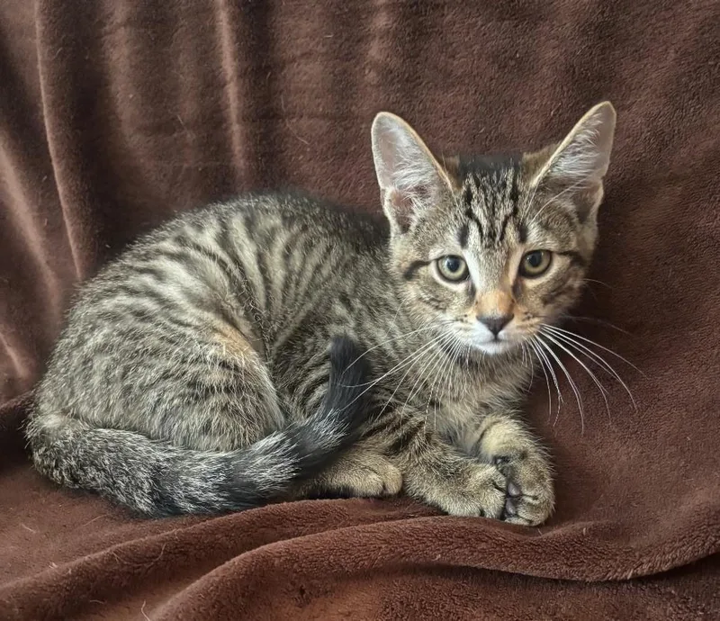 A baby medium-sized male Tabby (Gray / Blue / Silver) Domestic Short Hair cat named Bowie for adoption in Philadelphia, PA