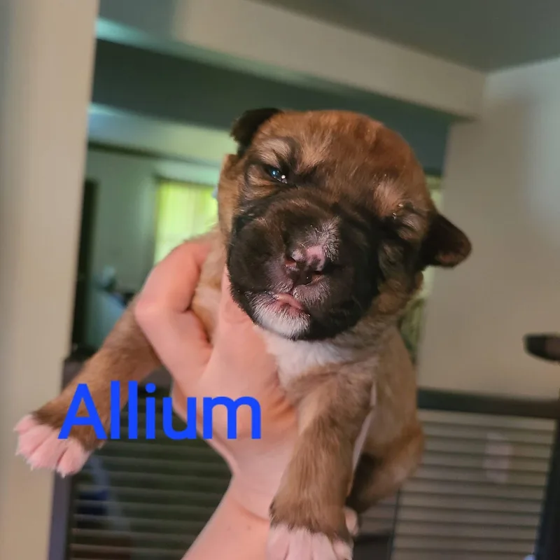A baby medium-sized male Pit Bull Terrier dog named Allium for adoption in Pleasant Ridge, MI
