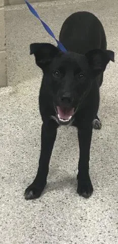 A young large-sized female Labrador Retriever dog named A for adoption in Conroe, TX