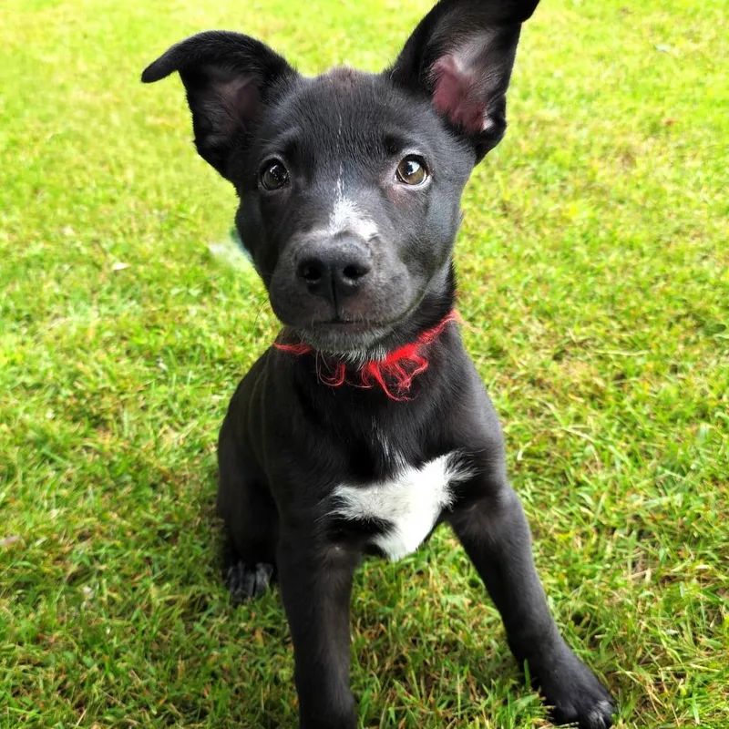 A baby small-sized female Black Labrador Retriever dog named Veronica for adoption in Michigan City, IN