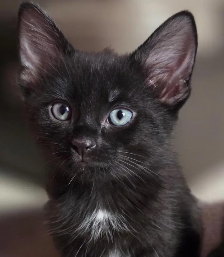 A baby small-sized female Black Domestic Short Hair cat named Brenda for adoption in Maineville, OH